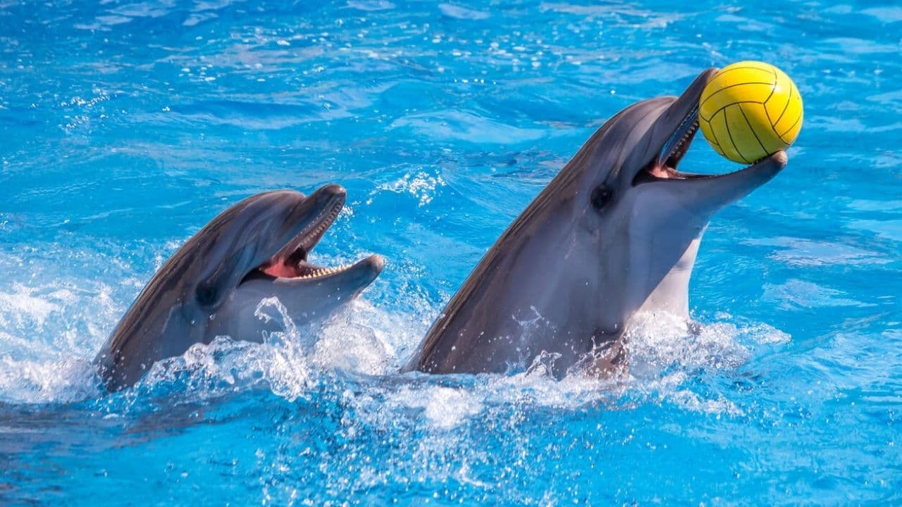Dolphinarium