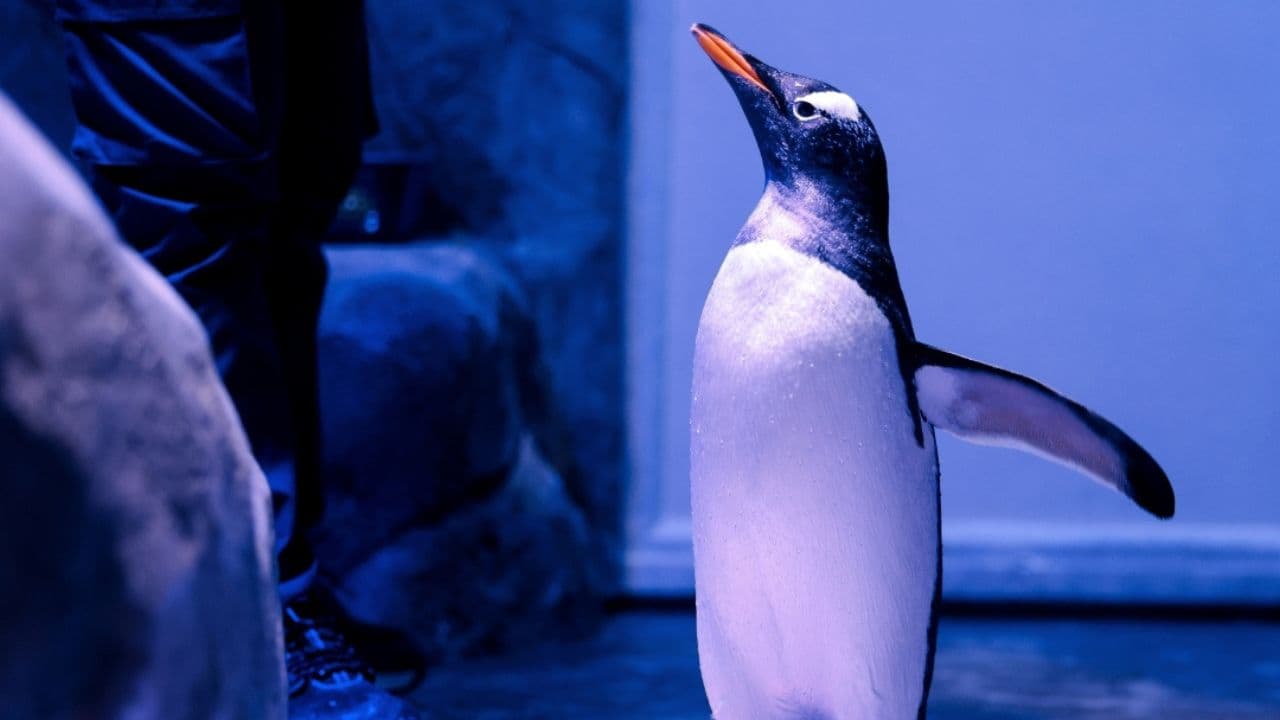 Underwater Zoo & Penguin Cove