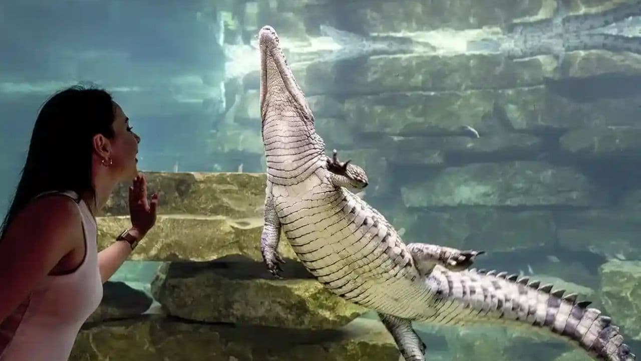 Crocodile Park